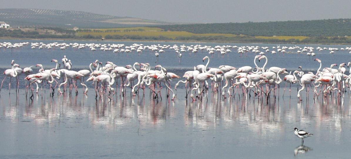 laguna-de-fuente-de-piedra-2.jpg